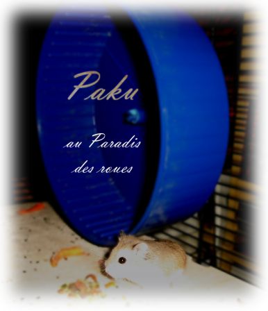 Paku, le roborovski